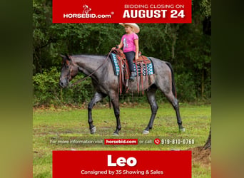American Quarter Horse, Wallach, 4 Jahre, Roan-Blue