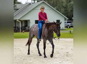 American Quarter Horse, Wallach, 4 Jahre, Roan-Blue