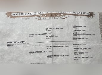 American Quarter Horse, Wallach, 4 Jahre, Roan-Blue