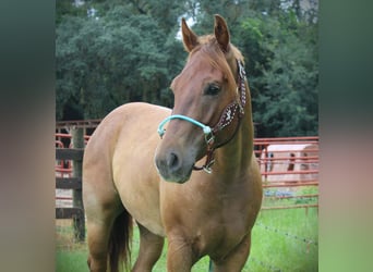 American Quarter Horse, Wallach, 4 Jahre, Roan-Red
