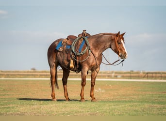 American Quarter Horse, Wallach, 4 Jahre, Roan-Red