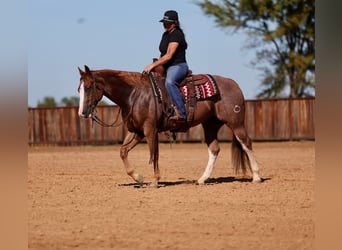 American Quarter Horse, Wallach, 4 Jahre, Roan-Red