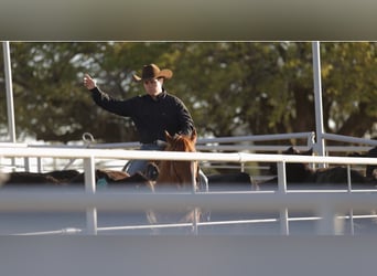 American Quarter Horse, Wallach, 4 Jahre, Roan-Red