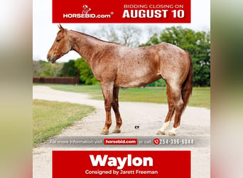 American Quarter Horse, Wallach, 4 Jahre, Roan-Red