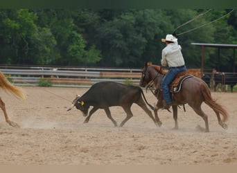 American Quarter Horse, Wallach, 4 Jahre, Roan-Red