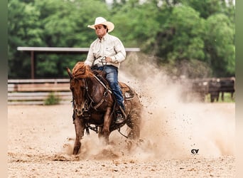 American Quarter Horse, Wallach, 4 Jahre, Roan-Red