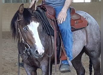 American Quarter Horse, Wallach, 4 Jahre, Roan-Red