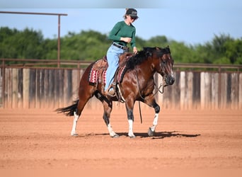 American Quarter Horse, Wallach, 4 Jahre, Rotbrauner