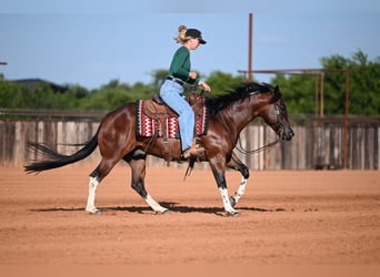 American Quarter Horse, Wallach, 4 Jahre, Rotbrauner