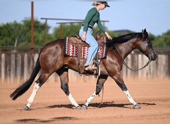 American Quarter Horse, Wallach, 4 Jahre, Rotbrauner