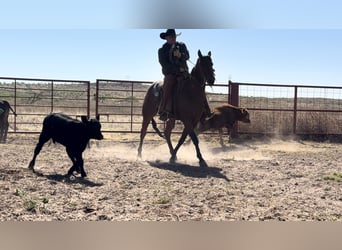 American Quarter Horse, Wallach, 4 Jahre, Rotbrauner