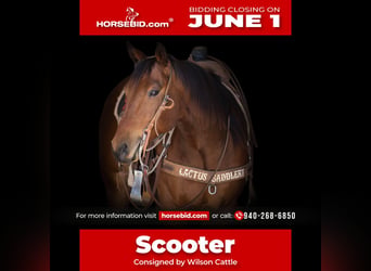 American Quarter Horse, Wallach, 4 Jahre, Rotbrauner