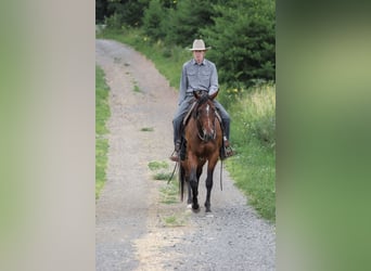 American Quarter Horse, Wallach, 4 Jahre, Rotbrauner