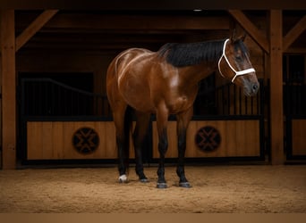 American Quarter Horse, Wallach, 4 Jahre, Rotbrauner