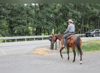 American Quarter Horse, Wallach, 4 Jahre, Rotbrauner