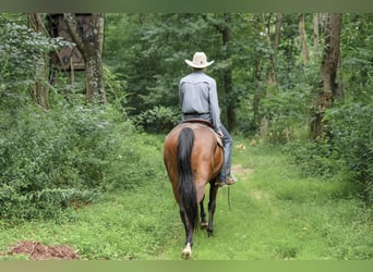 American Quarter Horse, Wallach, 4 Jahre, Rotbrauner