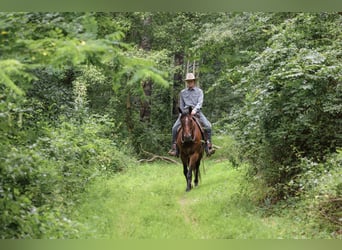American Quarter Horse, Wallach, 4 Jahre, Rotbrauner