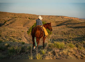 American Quarter Horse, Wallach, 4 Jahre, Rotfuchs