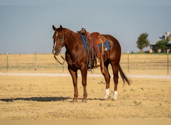American Quarter Horse, Wallach, 4 Jahre, Rotfuchs