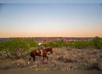 American Quarter Horse, Wallach, 4 Jahre, Rotfuchs