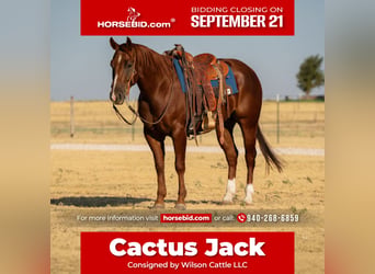 American Quarter Horse, Wallach, 4 Jahre, Rotfuchs