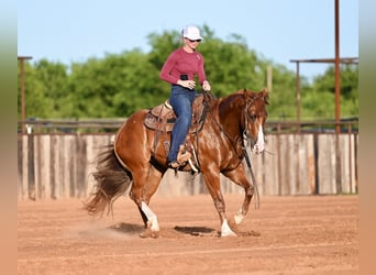 American Quarter Horse, Wallach, 4 Jahre, Rotfuchs
