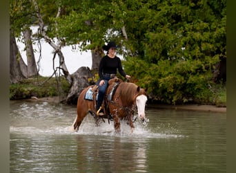 American Quarter Horse, Wallach, 4 Jahre, Rotfuchs
