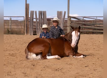 American Quarter Horse, Wallach, 4 Jahre, Rotfuchs