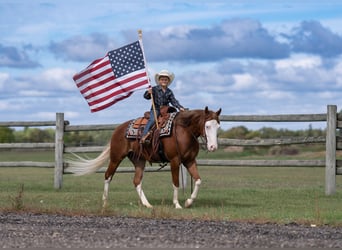 American Quarter Horse, Wallach, 4 Jahre, Rotfuchs