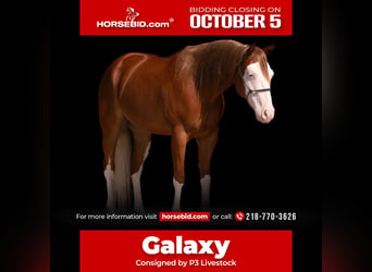 American Quarter Horse, Wallach, 4 Jahre, Rotfuchs