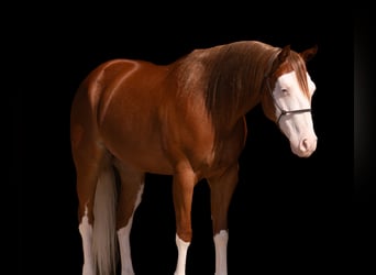 American Quarter Horse, Wallach, 4 Jahre, Rotfuchs