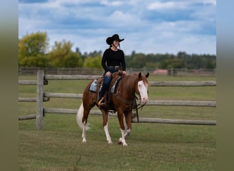American Quarter Horse, Wallach, 4 Jahre, Rotfuchs