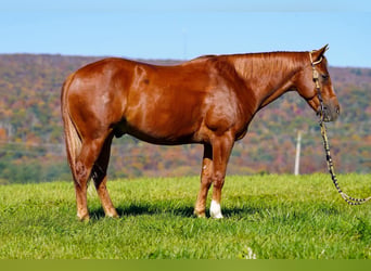 American Quarter Horse, Wallach, 4 Jahre, Rotfuchs