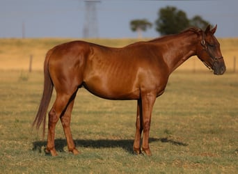 American Quarter Horse, Wallach, 4 Jahre, Rotfuchs