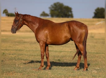 American Quarter Horse, Wallach, 4 Jahre, Rotfuchs
