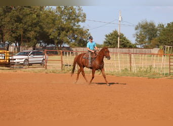American Quarter Horse, Wallach, 4 Jahre, Rotfuchs