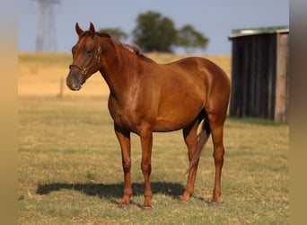 American Quarter Horse, Wallach, 4 Jahre, Rotfuchs