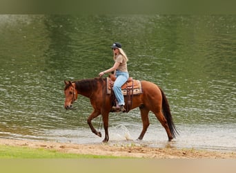 American Quarter Horse, Wallach, 4 Jahre, Rotfuchs