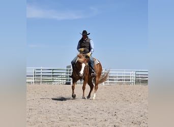 American Quarter Horse, Wallach, 4 Jahre, Rotfuchs