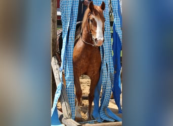 American Quarter Horse Mix, Wallach, 4 Jahre, Rotfuchs