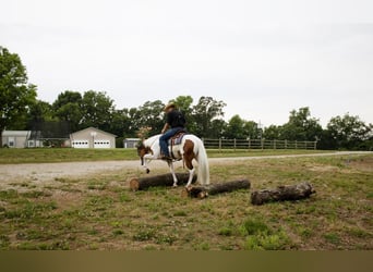 American Quarter Horse, Wallach, 4 Jahre, Schecke