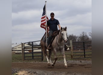 American Quarter Horse, Wallach, 4 Jahre, Schimmel