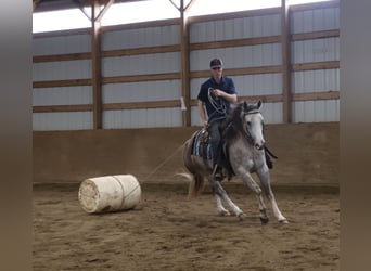 American Quarter Horse, Wallach, 4 Jahre, Schimmel