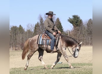 American Quarter Horse, Wallach, 4 Jahre, Schimmel