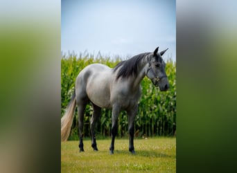American Quarter Horse, Wallach, 4 Jahre, Schimmel