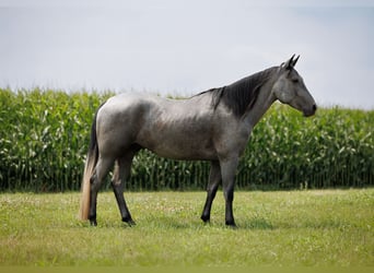 American Quarter Horse, Wallach, 4 Jahre, Schimmel