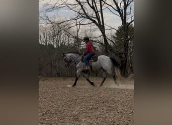 American Quarter Horse, Wallach, 4 Jahre, Schimmel