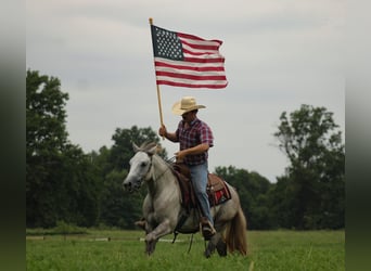 American Quarter Horse, Wallach, 4 Jahre, Schimmel