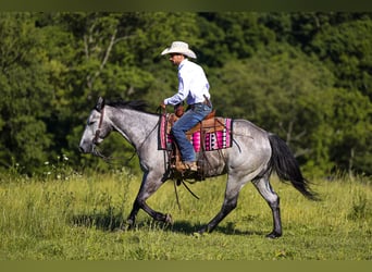 American Quarter Horse, Wallach, 4 Jahre, Schimmel
