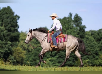 American Quarter Horse, Wallach, 4 Jahre, Schimmel